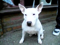 image of staffordshire_bullterrier