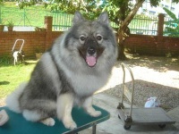 image of keeshond