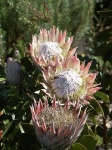 image of flower