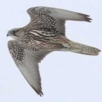 image of bird