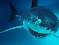 image of shark #4