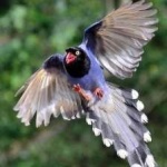 image of taiwan_magpie