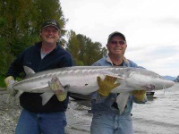 image of sturgeon