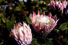 image of flower
