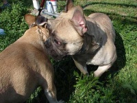 image of french_bulldog