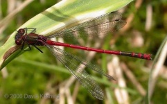 image of damselfly