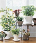 image of house_plant