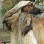 image of animal