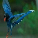 image of bird