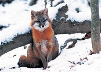 image of grey_fox