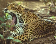 image of jaguar_car
