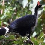 image of horned_guan #26