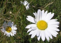 image of flower