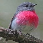 image of bird