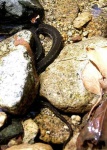 image of ringneck_snake