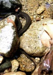 image of ringneck_snake #2