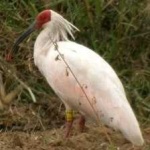 image of asian_crested_ibis #18