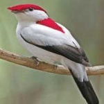 image of bird