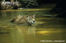 image of jaguar_car