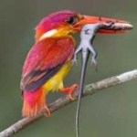 image of rufous_kingfisher #29