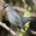 image of bird