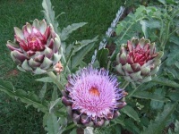 image of artichoke_flower #13