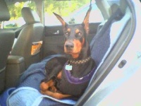 image of doberman