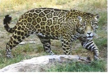 image of jaguar_car