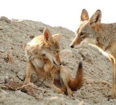 image of coyote
