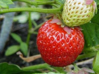 image of strawberry #6