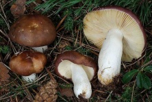 image of mushrooms