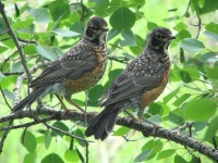image of robin