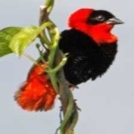 image of bird
