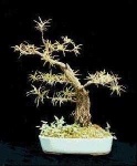 image of tree