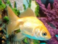 image of goldfish