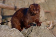 image of mink
