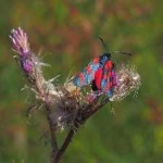 image of animal