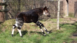 image of animal