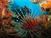 image of lionfish