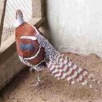 image of bird