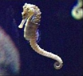 image of sea_horse