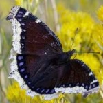 image of animal