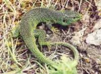 image of green_lizard
