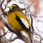 image of bird