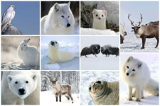image of tundra