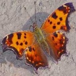 image of animal