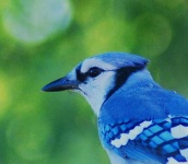 image of jay