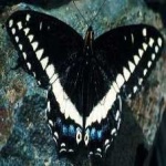 image of animal