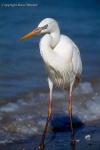 image of american_egret