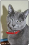 image of animal